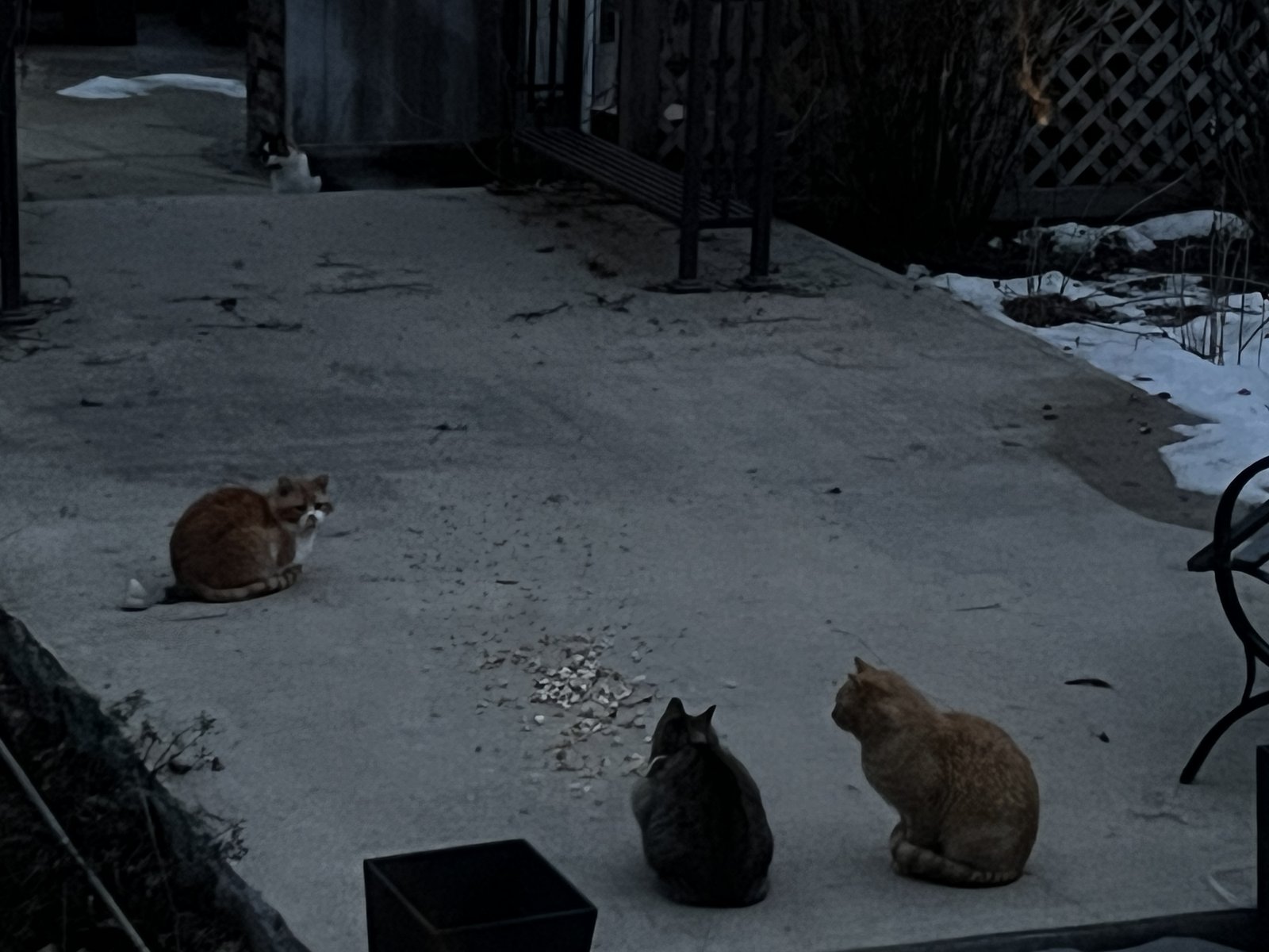 Long Neck Scarves and Ties